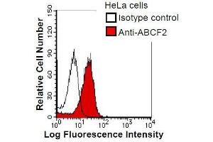 HeLa cells were fixed in 2% paraformaldehyde/PBS and then permeabilized in 90% methanol. (ABCF2 antibody)