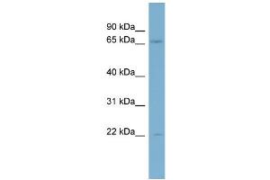 WB Suggested Anti-KIF2B Antibody Titration:  0. (KIF2B antibody  (Middle Region))