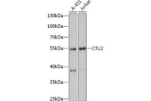 Western blot analysis of extracts of various cell lines, using CTU2 antibody (ABIN6133467, ABIN6139245, ABIN6139246 and ABIN6216827) at 1:3000 dilution. (CTU2 antibody  (AA 186-515))
