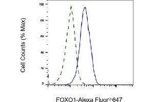 Validation of FOXO1 knockdown using flow cytometry. (Recombinant FOXO1 antibody)