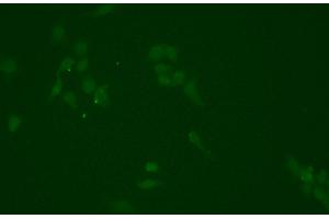 ABIN6276702 staining HEPG2 cells by ICC/IF. (NQO1 antibody  (C-Term))