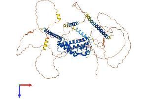 PROX1 Protein (AA 1-737) (His tag)