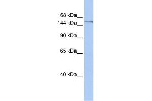 POLQ (polymerase (DNA directed), theta) Antibody (against the C terminal of POLQ) (50ug) validated by WB using Placenta Lysate at 0. (POLQ antibody  (C-Term))