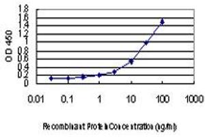 Detection limit for recombinant GST tagged TRIB1 is approximately 0. (TRIB1 antibody  (AA 91-191))