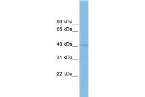 WB Suggested Anti-BHMT2 Antibody Titration:  0. (BHMT2 antibody  (Middle Region))