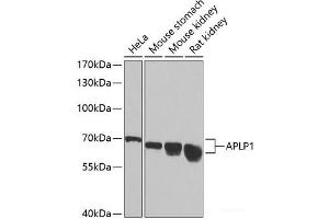 Western blot analysis of extracts of various cell lines using APLP1 Polyclonal Antibody at dilution of 1:1000. (APLP1 antibody)