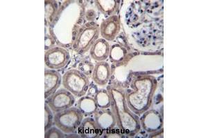 RNF180 Antibody (C-term) immunohistochemistry analysis in formalin fixed and paraffin embedded human kidney tissue followed by peroxidase conjugation of the secondary antibody and DAB staining. (RNF180 antibody  (C-Term))