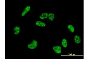 Immunofluorescence of purified MaxPab antibody to HIF3A on HeLa cell. (HIF3A antibody  (AA 1-669))