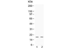 Western blot testing of 1) rat testis and 2) human HeLa lysate with Alpha Defensin 1 antibody at 0.