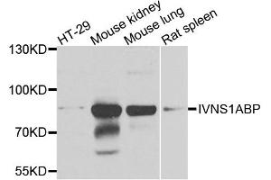 Western blot analysis of extracts of various cell lines, using IVNS1ABP antibody (ABIN5972499) at 1/1000 dilution. (IVNS1ABP antibody)