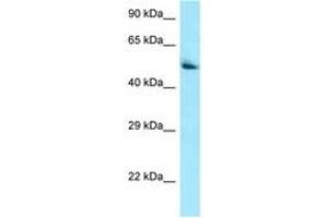 Image no. 1 for anti-Pantothenate Kinase 2 (PANK2) (AA 459-508) antibody (ABIN6748470) (PANK2 antibody  (AA 459-508))
