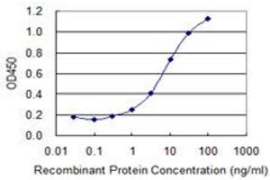 Detection limit for recombinant GST tagged BRAF is 0. (BRAF antibody  (AA 138-231))