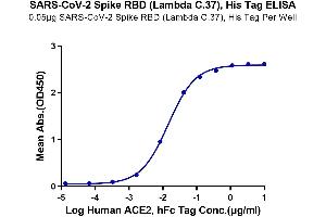 Immobilized SARS-CoV-2 Spike RBD (Lambda C. (SARS-CoV-2 Spike Protein (C.37 - Lambda, RBD) (His tag))