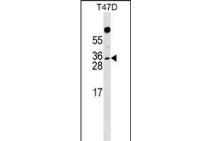 RHOXF1 Antibody (Center) (ABIN1537720 and ABIN2849188) western blot analysis in T47D cell line lysates (35 μg/lane).