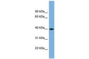 Image no. 1 for anti-SUMO1 Activating Enzyme Subunit 1 (SAE1) (N-Term) antibody (ABIN6743621) (SAE1 antibody  (N-Term))