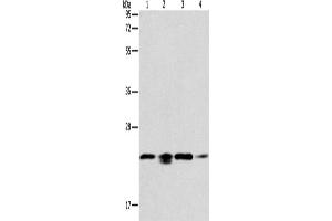 Western Blotting (WB) image for anti-Peroxiredoxin 2 (PRDX2) antibody (ABIN2431789) (Peroxiredoxin 2 antibody)
