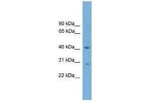 HAPLN4 antibody used at 0.