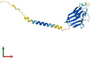 Protein Structure (PS) image for CD70 Molecule (CD70) (AA 1-195) protein (His tag) (ABIN7562501)