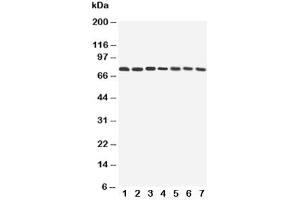 Western blot testing of ATG7 antibody and Lane 1:  rat liver (ATG7 antibody  (AA 652-669))
