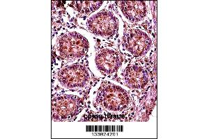 SMC1B Antibody immunohistochemistry analysis in formalin fixed and paraffin embedded human colon tissue followed by peroxidase conjugation of the secondary antibody and DAB staining. (SMC1B antibody  (AA 737-765))