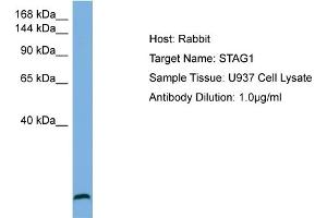 Host: Rabbit Target Name: STAG1 Sample Type: U937 Whole Cell lysates Antibody Dilution: 1. (Stromal Antigen 1 antibody  (N-Term))