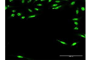 Immunofluorescence of purified MaxPab antibody to RFXAP on HeLa cell. (RFXAP antibody  (AA 1-272))