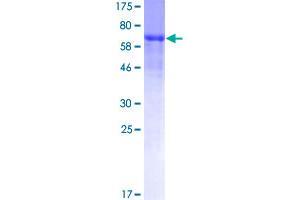 Interferon-Related Developmental Regulator 2 (IFRD2) (AA 1-442) protein (GST tag)