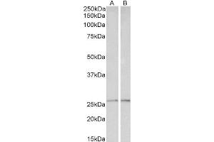 ABIN1781992 (0. (Peroxiredoxin 6 antibody  (Internal Region))