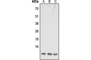 Western blot analysis of COX7B1 expression in HeLa (A), Raw264.