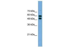 Western Blot showing PGM1 antibody used at a concentration of 1. (Phosphoglucomutase 1 antibody  (Middle Region))