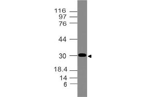 Image no. 1 for anti-NK2 Homeobox 2 (Nkx2-2) (AA 1-250) antibody (ABIN5027398) (Nkx2-2 antibody  (AA 1-250))