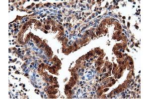 Image no. 4 for anti-5'-Nucleotidase Domain Containing 1 (NT5DC1) antibody (ABIN1499837) (NT5DC1 antibody)