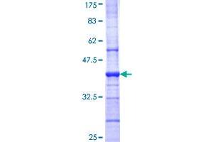 GABRB1 Protein (AA 28-136) (GST tag)
