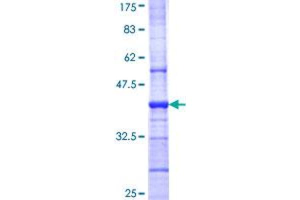 GABRB1 Protein (AA 28-136) (GST tag)