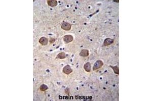 CTNND2 Antibody (C-term) immunohistochemistry analysis in formalin fixed and paraffin embedded human brain tissue followed by peroxidase conjugation of the secondary antibody and DAB staining. (CTNND2 antibody  (C-Term))