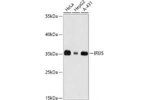 Western blot analysis of extracts of various cell lines using IFI35 Polyclonal Antibody at dilution of 1:1000. (IFI35 antibody)
