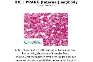 Image no. 3 for anti-Peroxisome Proliferator-Activated Receptor gamma (PPARG) (Internal Region) antibody (ABIN1738287)