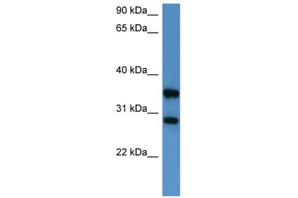 STYXL1 antibody  (Middle Region)