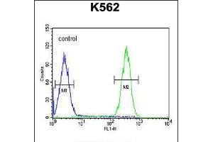 Flow cytometric analysis of K562 cells (right histogram) compared to a negative control cell (left histogram). (FBXW12 antibody  (C-Term))