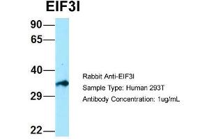 Host: Rabbit  Target Name: EIF3I  Sample Tissue: Human 293T  Antibody Dilution: 1. (EIF3I antibody  (C-Term))