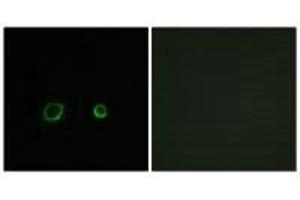 Immunofluorescence analysis of A549 cells, using CNTN4 antibody.