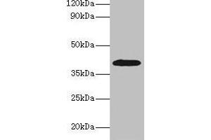 Western blot All lanes: ADH1B antibody at 2 μg/mL + HepG2 whole cell lysate Secondary Goat polyclonal to rabbit IgG at 1/15000 dilution Predicted band size: 40, 36 kDa Observed band size: 40 kDa (ADH1B antibody  (AA 2-375))