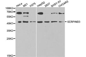 Western blot analysis of extracts of various cell lines, using SERPINB3 antibody (ABIN5973145) at 1/1000 dilution. (SERPINB3 antibody)