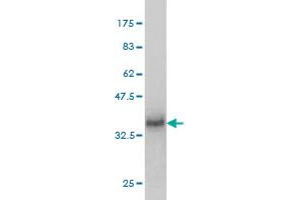 MFRP antibody  (AA 480-579)