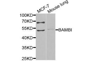 Western blot analysis of extracts of various cell lines, using BAMBI antibody (ABIN6291816) at 1:1000 dilution. (BAMBI antibody)