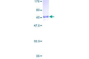 NRBF2 Protein (AA 1-287) (GST tag)