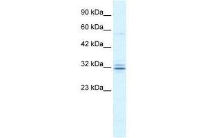 WB Suggested Anti-HES1  Antibody Titration: 1. (HES1 antibody  (N-Term))