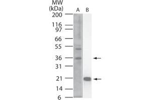 Image no. 1 for anti-Interleukin 33 (IL33) (AA 112-270) antibody (ABIN959935) (IL-33 antibody  (AA 112-270))