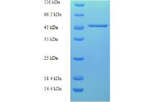 CAPZA2 Protein (AA 2-286) (His-SUMO Tag)