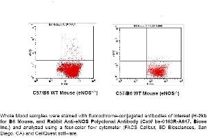 Flow Cytometry (FACS) image for anti-Nitric Oxide Synthase 3 (Endothelial Cell) (NOS3) (AA 1105-1202) antibody (AbBy Fluor® 647) (ABIN908663)